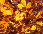 2 ottobre 2022 Laboratorio per bambini "Autumn tree" al Mac,n