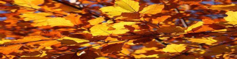 2 ottobre 2022 Laboratorio per bambini "Autumn tree" al Mac,n