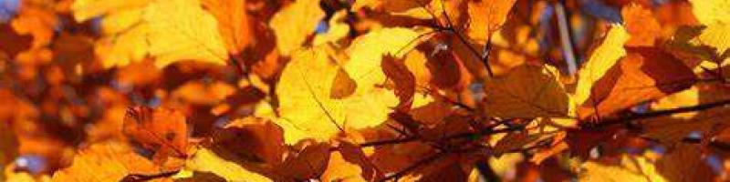 2 ottobre 2022 Laboratorio per bambini "Autumn tree" al Mac,n