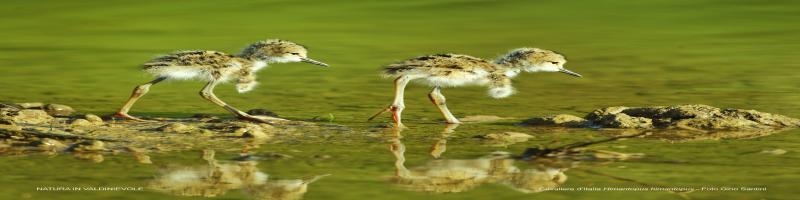 Mostra fotografica "Natura in Valdinievole: le gemme del Padule di Fucecchio e del Montalbano": Dal 24 marzo al 9 settembre 2018 al Museo