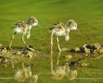 Mostra fotografica "Natura in Valdinievole: le gemme del Padule di Fucecchio e del Montalbano": Dal 24 marzo al 9 settembre 2018 al Museo