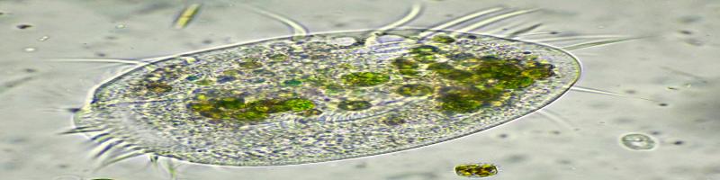 24 marzo 2019 "I ciliati: un cosmo nel microcosmo" al Museo