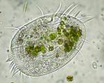 24 marzo 2019 "I ciliati: un cosmo nel microcosmo" al Museo