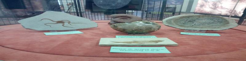 Per il ciclo Domeniche al Planetario "I FOSSILI: TESTIMONIANZE DALLA PREISTORIA": 28 ottobre 2018 al Museo della CittÃ  e del territorio