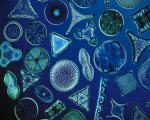 Dal 14 ottobre 2022 Corso di Microscopia in Biblioteca