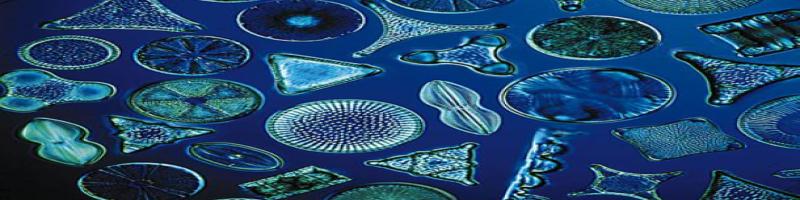 Dal 14 ottobre 2022 Corso di Microscopia in Biblioteca