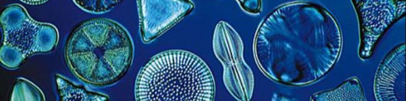 Dal 14 ottobre 2022 Corso di Microscopia in Biblioteca