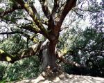 Ciclo di incontri Natura & Cultura Â“Miti e leggende del territorio della ValdinievoleÂ”: Sabato 14 aprile Museo della CittÃ  e del Territorio 
