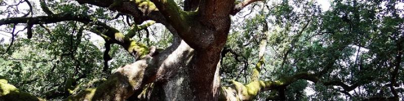 Ciclo di incontri Natura & Cultura “Miti e leggende del territorio della Valdinievole”: Sabato 14 aprile Museo della Città e del Territorio